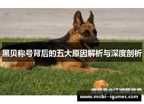 黑贝称号背后的五大原因解析与深度剖析